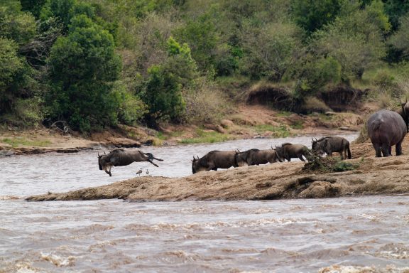 The great migration Here we go!