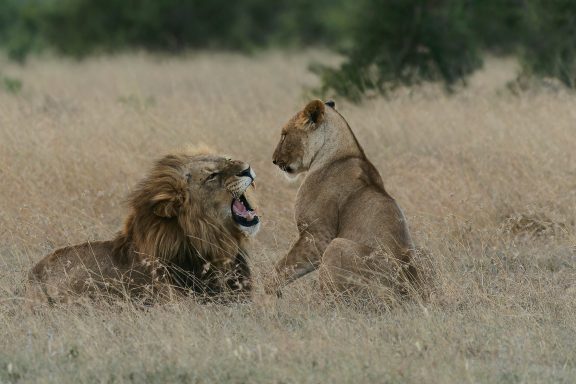 Not today Lions at Ol Pjeta Conservancy Kenya, selecting their mate