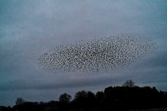 Murmuration Flocks of starlings performing their aerobatics