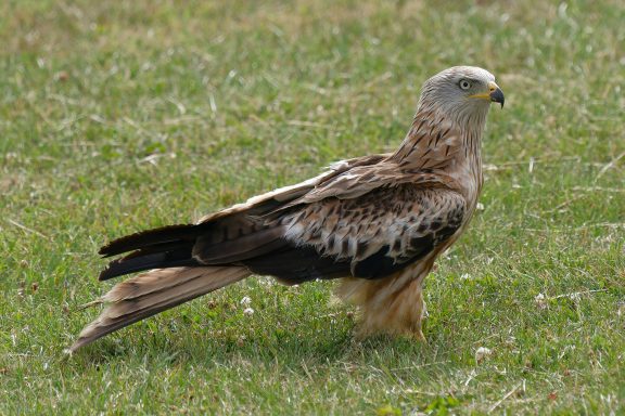 Our Favourite Bird #Red Kite