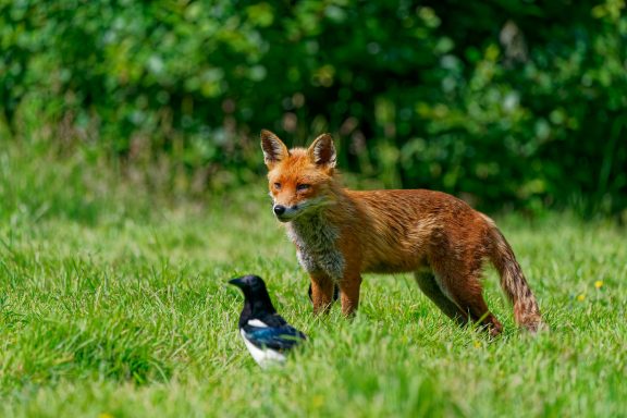 Fox and Magpie I wonder what they are thinking