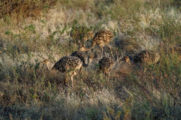 Spot the chicks Ostrich chicks well camouflaged
