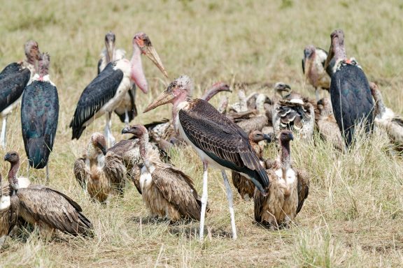 Vultures and Storks cleaning up the savannah Party time