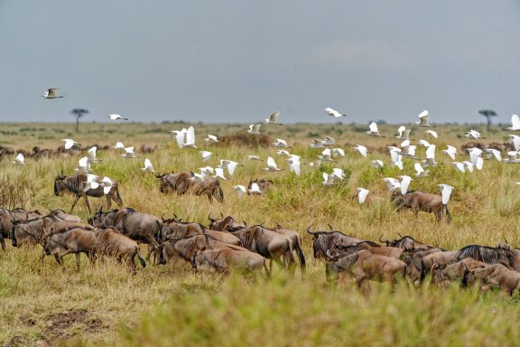 Beauriful sight Wildebeast and Egrets