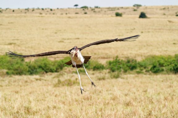 Maribou Stork arriving Landing now