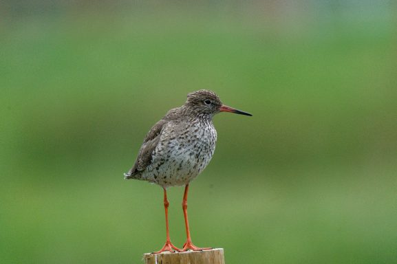 The ever watchful Redshank, the guardian of the marsh. On guard