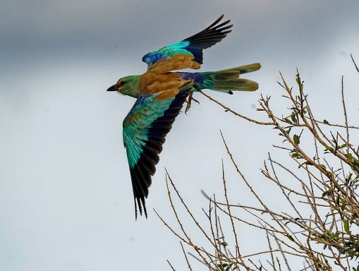 The national bird of Kenya Roller