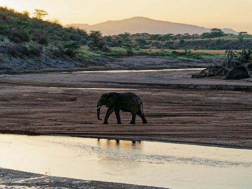 Early Morning Lone Elephant crossing the almost dry Ewaso Nyiro River