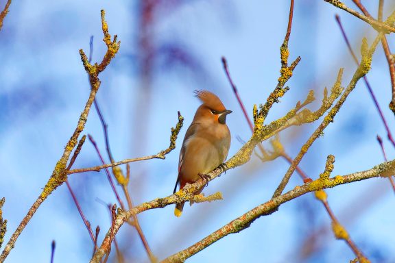 Winter Visitor #Waxwing