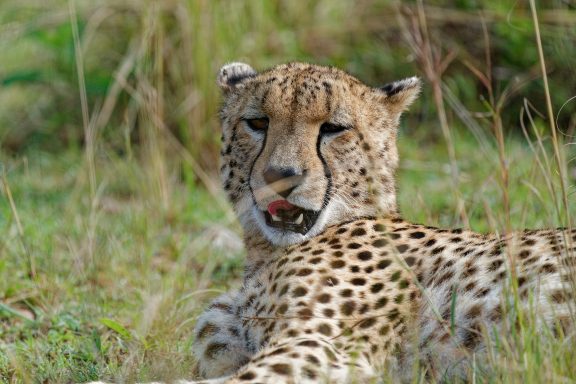 Cheetah my favourite What a beauty