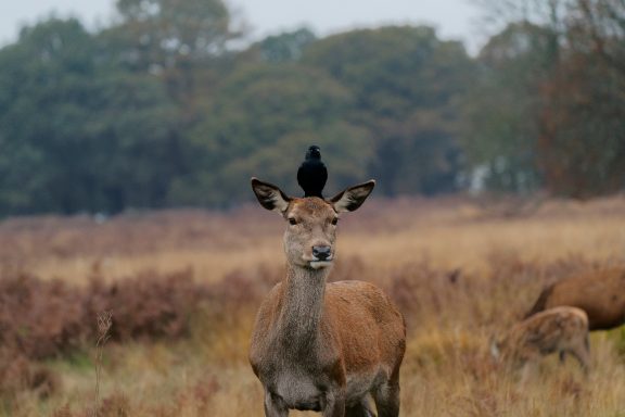 Red Deer and Jackdaw Richmond Park