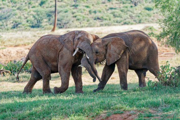 Young Bulls Young bulls play fighting