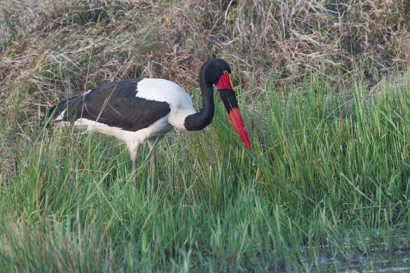 Saddle bill stork I am special