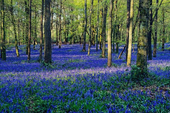 Ashridge Bluebells